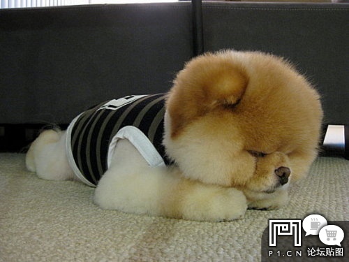 P1论坛 查看主题 - 【偶是小熊犬】~~