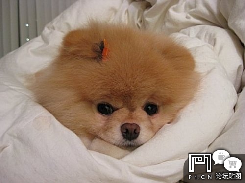 P1论坛 查看主题 - 【偶是小熊犬】~~