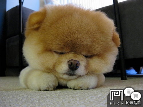 P1论坛 查看主题 - 【偶是小熊犬】~~